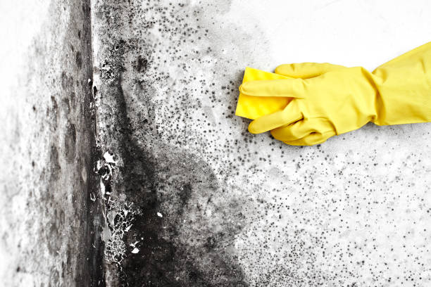 Best Emergency Mold Removal  in Spencerville, NM
