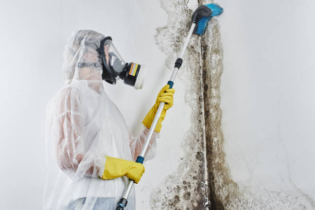 Spencerville, NM Mold Removal Company