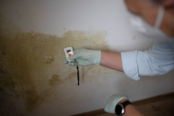 Best Certified Mold Removal  in Spencerville, NM