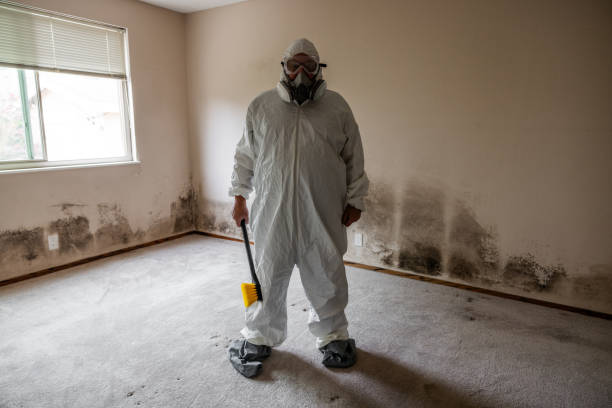 Best Professional Mold Removal  in Spencerville, NM