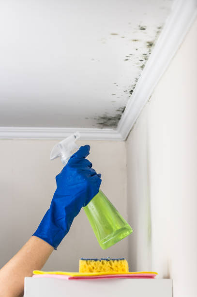 Best Home Mold Removal  in Spencerville, NM