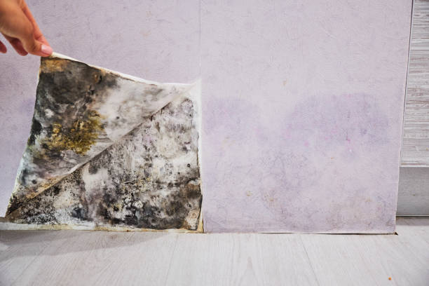 Best Black Mold Removal  in Spencerville, NM